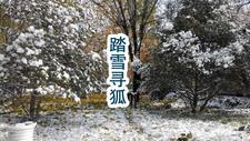 黑狐王传奇完整版