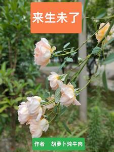来生再续未了缘的意思